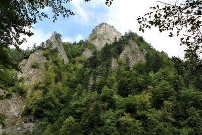 Low angle view of trees in forest against sky