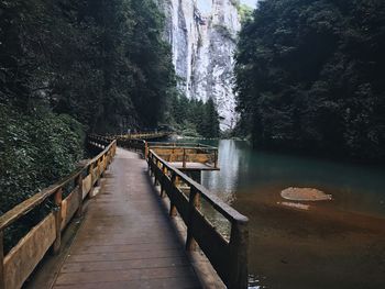 Bridge over river amidst trees in forest