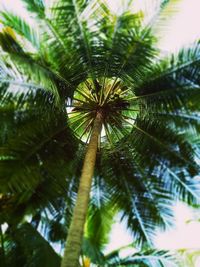 Low angle view of palm tree against sky