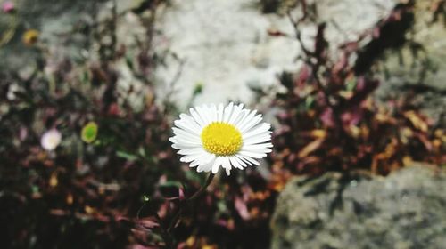 Close-up of white daisy flowers