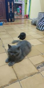 High angle view of cat sitting on floor