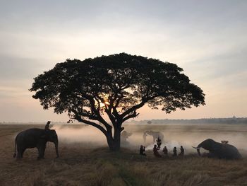 View of elephant on field against sky