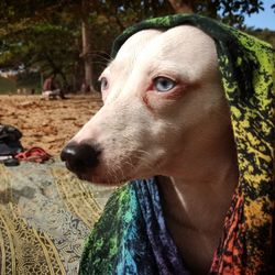Close-up of dog