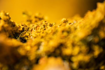 Full frame shot of yellow plant with moss
