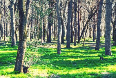 View of trees in forest