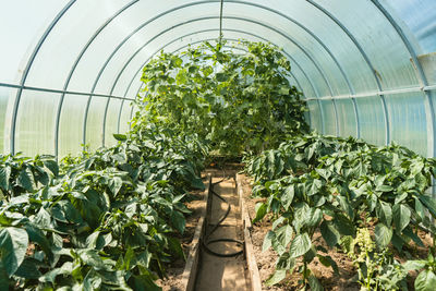 Plants growing in greenhouse