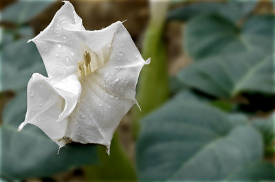 Close-up of water drops on rose