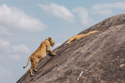 Lioness with cub on a rock