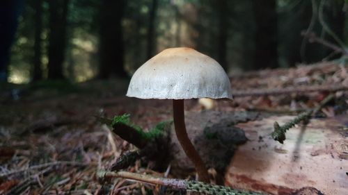 Close-up of mushroom growing on field