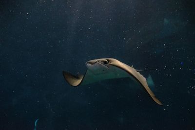 View of fish swimming in sea