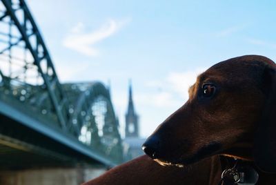 Close-up of dog looking away against sky