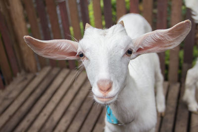 Close-up of baby goat