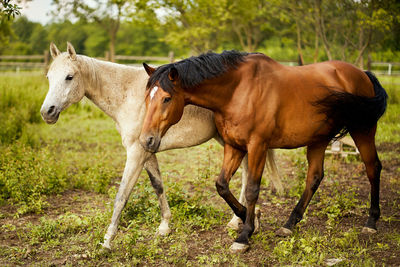 Horses in a field