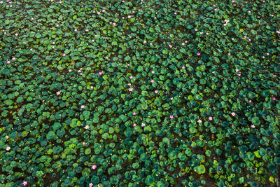 High angle view of berries growing on plant