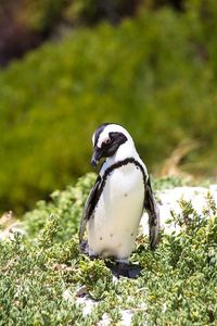 Close-up of penguin on grassy field