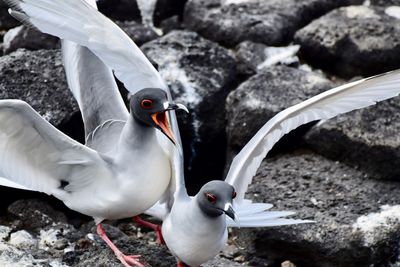 Seagulls on rock