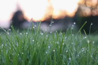 Close-up of grass