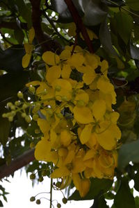 Close-up low angle view of yellow flowers