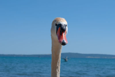 Close-up of swan in sea against clear sky