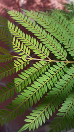 Close-up of green leaves