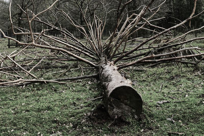 Tree trunk in forest