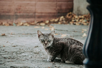 Portrait of tabby cat