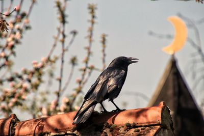 Close-up of bird perching on a roof 