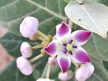 Close-up of flowers blooming outdoors