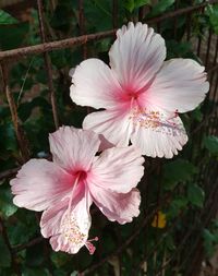 Close-up of pink hibiscus blooming outdoors