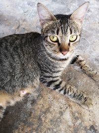 Close-up portrait of a cat