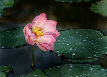 Close-up of pink flowers in pond