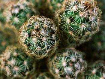 Close-up of cactus plant