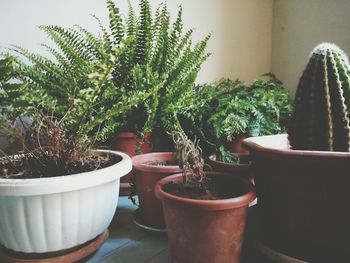 Close-up of potted plant