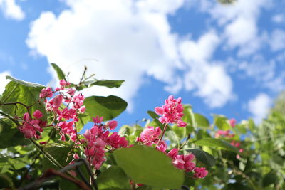 Low angle view of pink flowering plant against sky