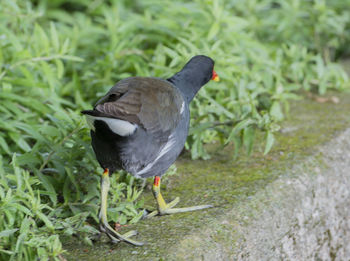 Close-up of bird perching by plants