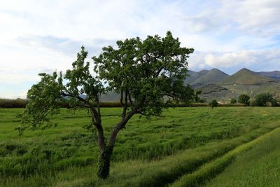 Scenic view of agricultural field against sky