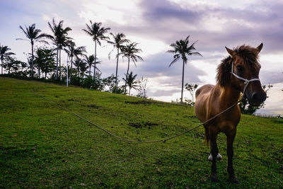 Horse on field against sky