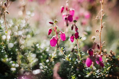 Close-up of pink flowering plant