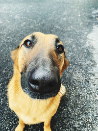 Close-up portrait of a dog on road