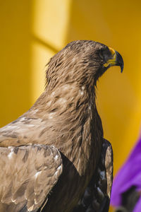 Close-up of owl