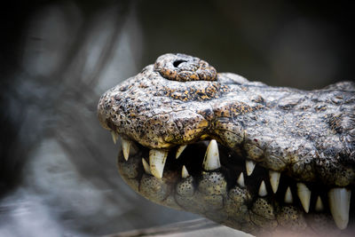 Close-up of lizard