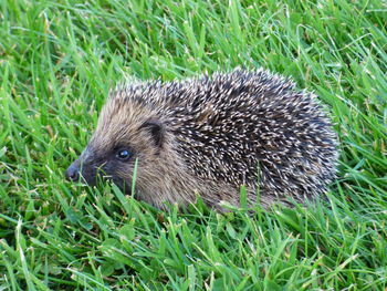 Close-up of a dog on grass