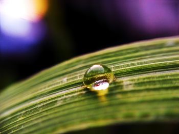 Close-up of water drops on leaf