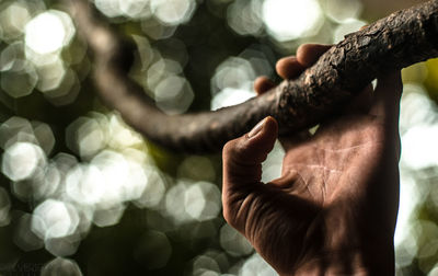 Close-up of person hand holding tree