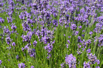 High angle view of fresh purple flowers blooming in field