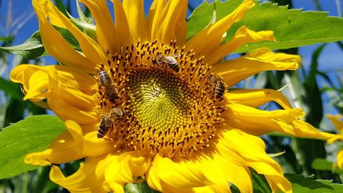 Close-up of bee on sunflower