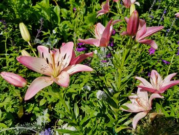 Close-up of pink flowers blooming outdoors