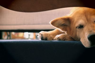 Close-up of golden retriever relaxing on sofa