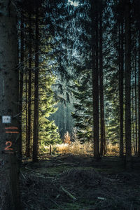 Trees in forest against sky