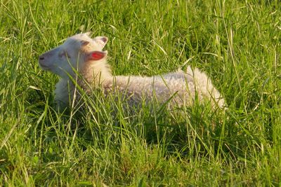 Sheep on field